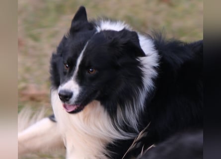 Australian Shepherd Welpe (reinrassig)