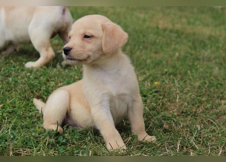 Labrador Welpen reinrassig mit Ahnentafel dürfen ab dem 25.08.25 ins neue Heim