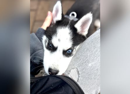 Akita/Sibirien Husky Welpen
