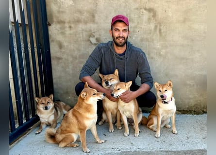 Shiba inu Welpen mit Papieren, an Erbkrankheiten getestet, Transport möglich!