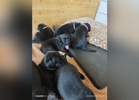 Labradorwelpen suchen bestes Zuhause