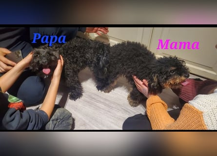 3 Minipudel/Zwergpudelwelprn hypoallergen!