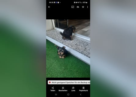 Yorkshire terrier kleinbleibend