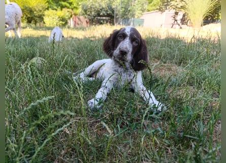 English setter Rüde Welpe