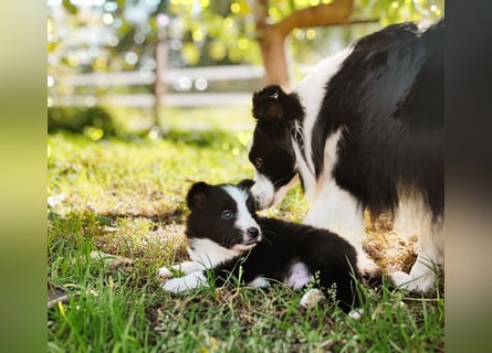 Sheltie 's wahre Seelenhunde