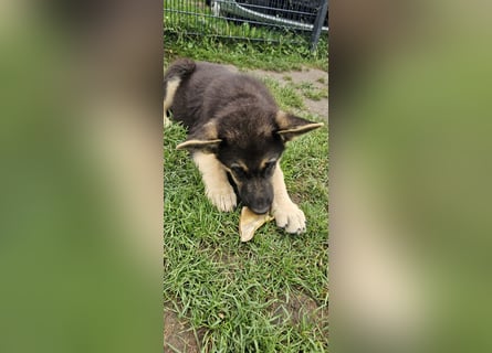 Osteuropäische Schäferhund Welpen