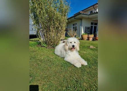GOLDENDOODLE Traum ! Bezaubernde Welpen aus langjähriger+überprüfter Familienaufzucht.