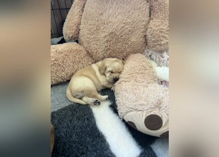 Reinrassige Labrador Welpen m.P. aus liebevoller Zucht