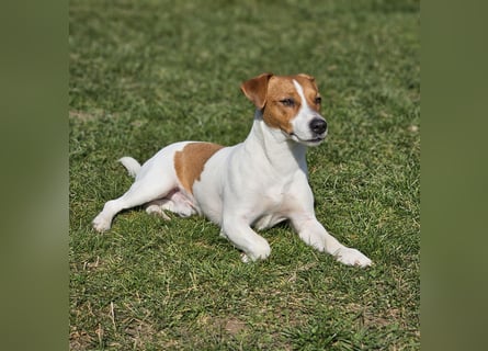 5 wunderschöne Jack Russel Terrier Welpen