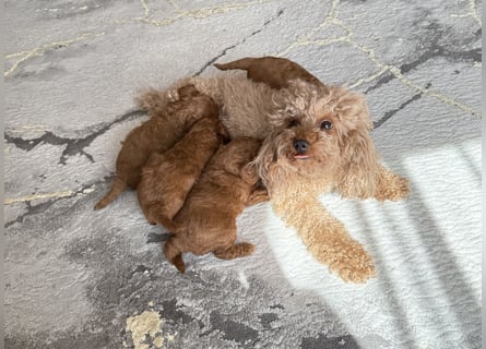 Kleine Toy Pudel rot braun (asiatische Linie)