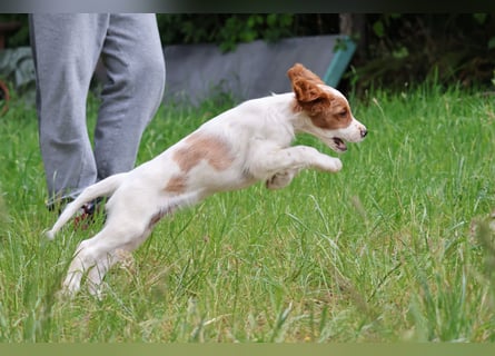 Abenteurer - Irish Red and White Setter