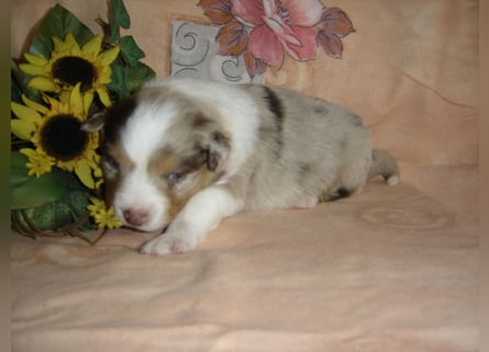 Traumhafte Mini Aussie Welpen,alle Farben, aus seriös. Zucht!