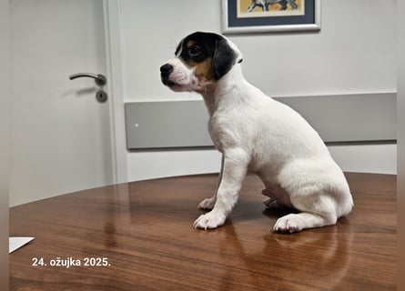 Parson Russell Terrier Welpen