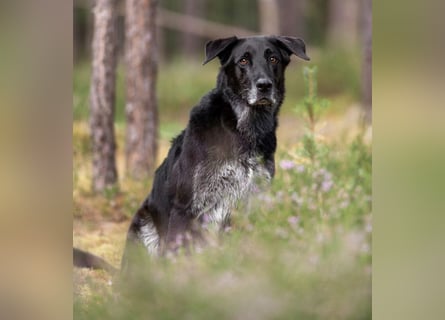 Bubi Balou - treu, intelligent und gut erzogen - Tierhilfe Franken e.V.