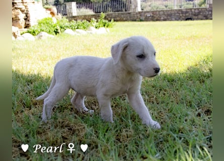 Biscuit, Casper, Pearl, Lily und Dove  suchen ihre Familie ab Oktober