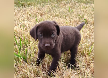 Neun zuckersüße reinrassige schokobraune Labrador-Welpen suchen ein liebevolles neues Zuhause!