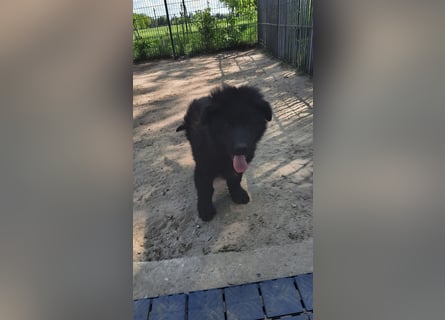 Altdeutsche Schäferhund Welpen