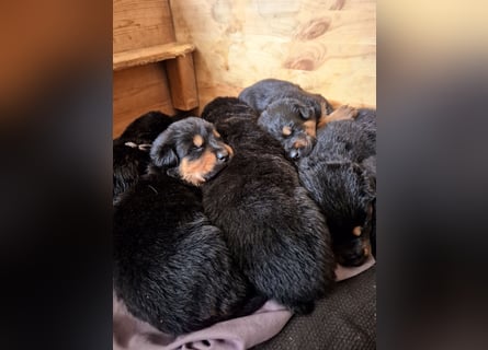 Rottweiler Schäferhund Mischling