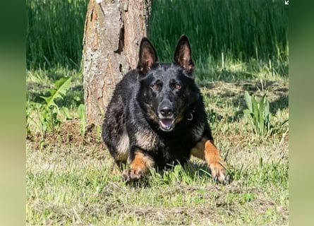 Topverpaarung Deutscher Schäferhund Welpen reinrassig Leistungslinie DDR HD/ED frei!