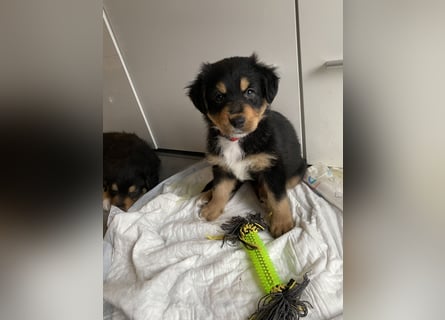 Diese süßen Australian Shepherd Welpen