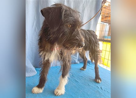 ❤️ ehemals armer LUPI - 2 Jahre, 45cm - Schnauzer-Mix