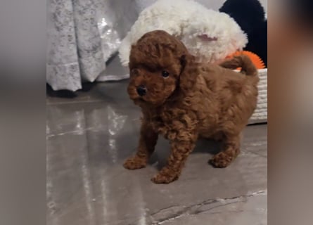 Tiny Asiatische Püppchen Toypudel Welpen
