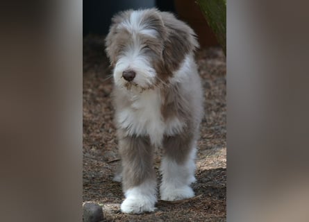· BEARDED COLLlE WELPEN  · Ein faible für das Besondere!