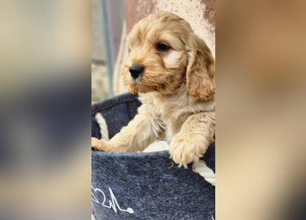 Cockapoo Welpen Englisch Cockerspaniel x Pudel