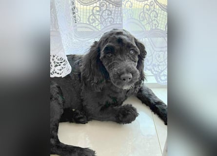 Cockapoo bereit zum Lieben!  - Schenken Sie sich selbst bedingungslose Liebe –