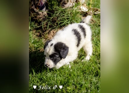 Felix und Freddie suchen ein Zuhause