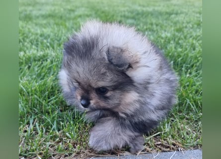 Reinrassige Pomeranian-Hündinnen mit Ahnentafel suchen ihre Traumfamilien