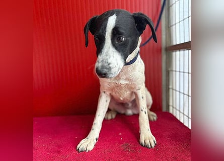 ❤️ zarte Hundeseele SAMMY - 8 Monate, 40cm/11kg - Mischling