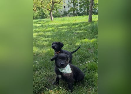 Auszug..Aussiedor F1 Familien und Therapiehund Labrador x Australien Shepherd