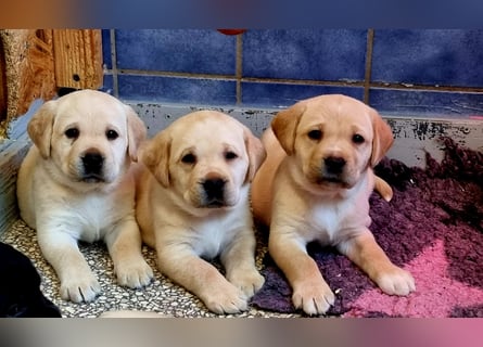Labrador Welpen mit Ahnentafel, abzugeben ab Mitte /Ende Mai