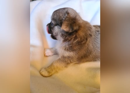 eine Hand voll Glück - Chihuahua Welpen RESERVIERT