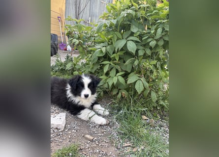 Yellow und Blue - zwei zuckersüße Aussie Zwerge 