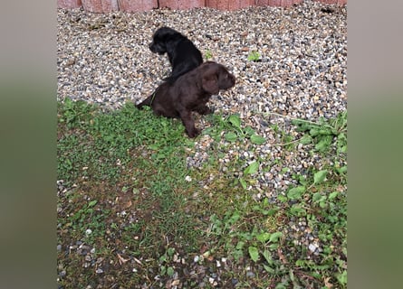 Labradoodle Welpen