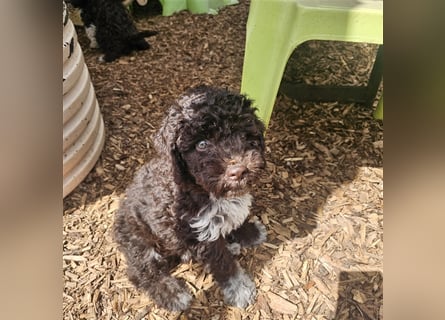 Lagotto Romagnolo Welpen (Rüde und Hündin) vom Fichtelhof