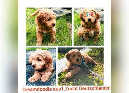 Traumhafte echte Mini und Toy Goldendoodles aus der 1. Zucht Deutschlands!