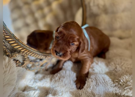 Irish Setter Welpen mit Papieren
