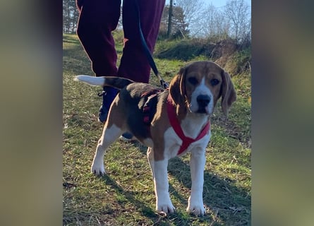 Beagel Hundin