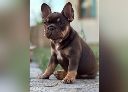 Typvolle gesunde freiatmende französische bulldoggen