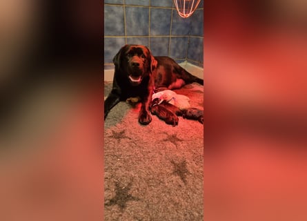 Labrador Welpen mit Ahnentafel, abzugeben ab Mitte /Ende Mai