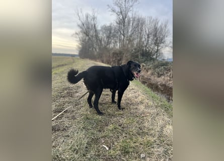 Labrador - Flat Coated Retriever Mix Rüde (5-7 Jahre, kastriert), freundlicher Anfängerhund