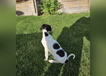 Tuffy wartet in 97499 Traustadt