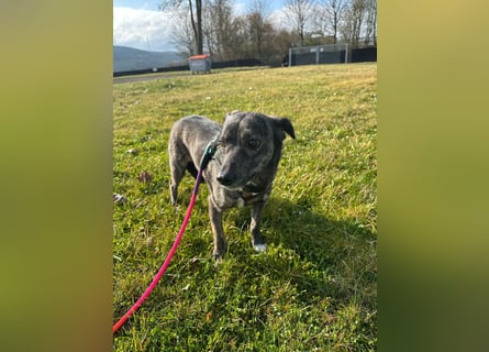 Lui - kleiner Hund mit großem Herz sucht 2te Chance