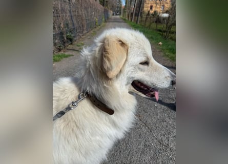4 Junghunde suchen noch ein liebevolles und schönes Zuhause