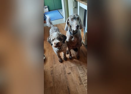 Reinrassige Lagotto Romagnolo Hündin