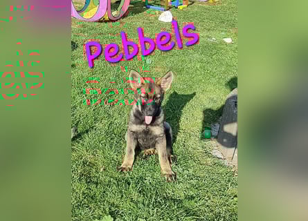 Reinrassige Schäferhund Welpen mit SV Papieren