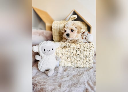Maltipoo Pudel Malteser